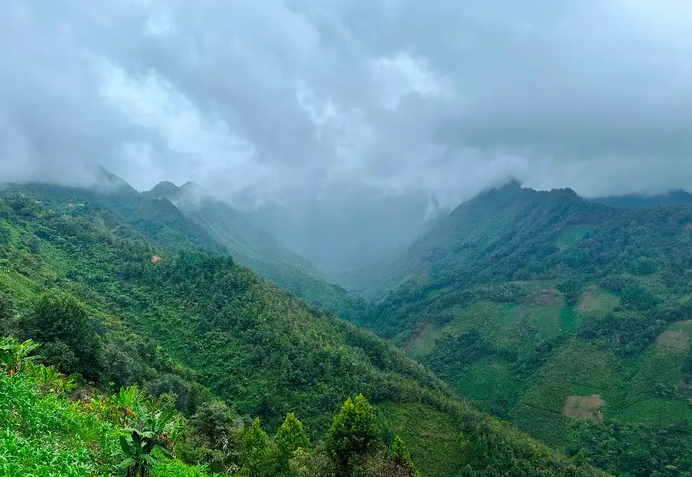 Cloud forest in the Sierra Mixe mountains of Oaxaca